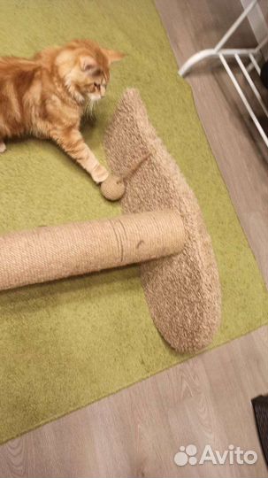 Когтеточка для кошки с лежанкой