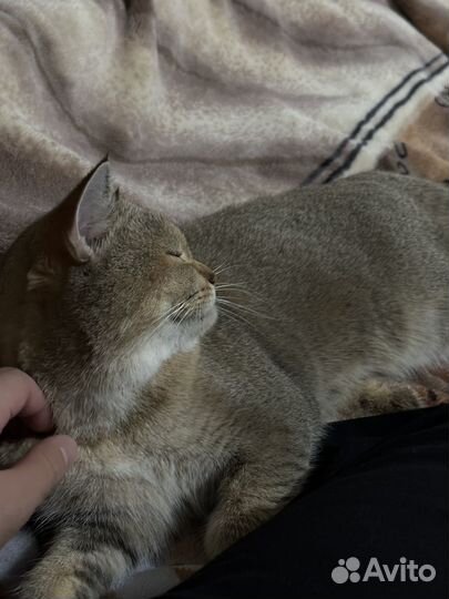 Британская шиншилла вязка