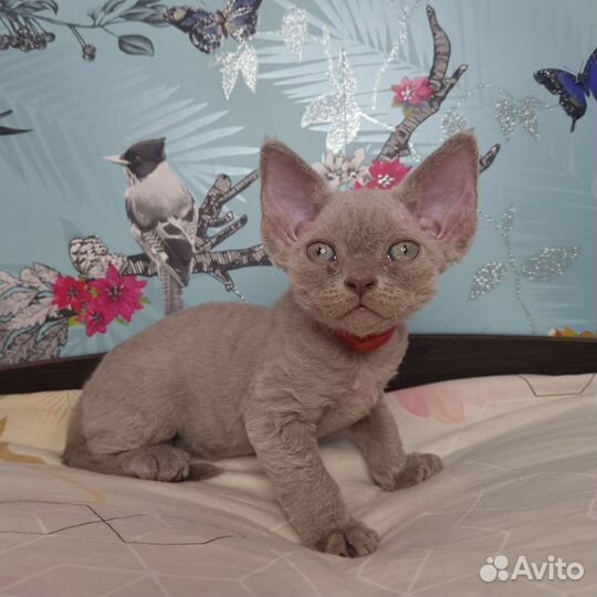 Котята Девон-Рекс