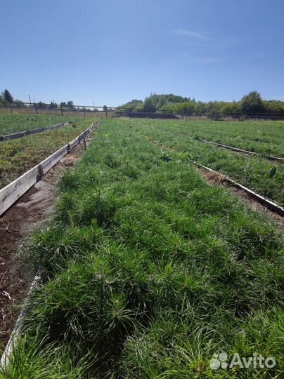 Саженцы ели зкс