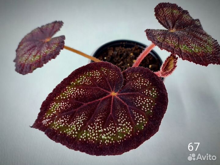 Бегония декоративно лиственная