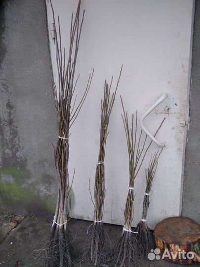 Грецкий орех саженцы