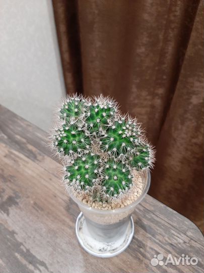 Кактусы и суккуленты