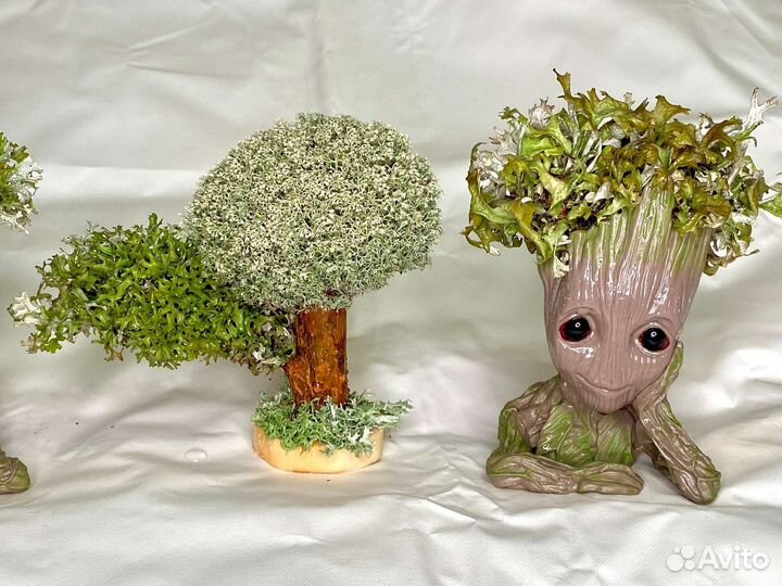 Цетрария, живое дерево, бонсай