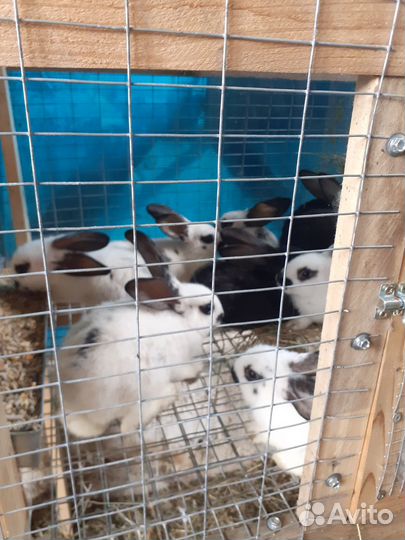 Кролики полтавское серебро