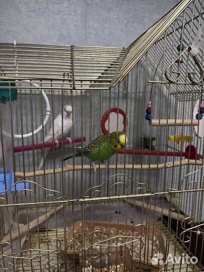 Волнистый попугай ручной