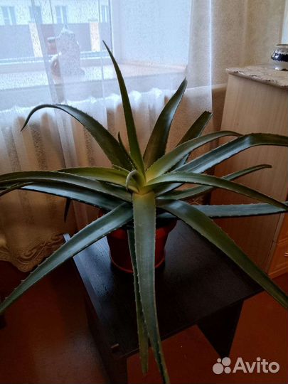 Алоэ вера большой