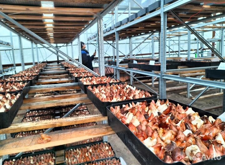 Луковицы тюльпанов оптом