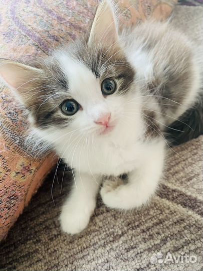 Котенок