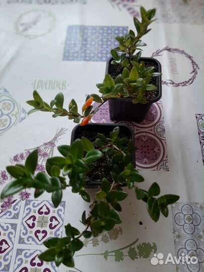 Гипоцирта (комнатное растение)