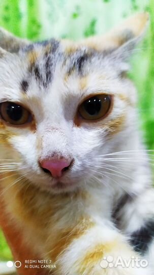 Котенок в добрые руки