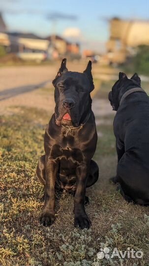 Кане Корсо щенки