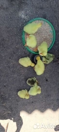 Гусята Линда и серые