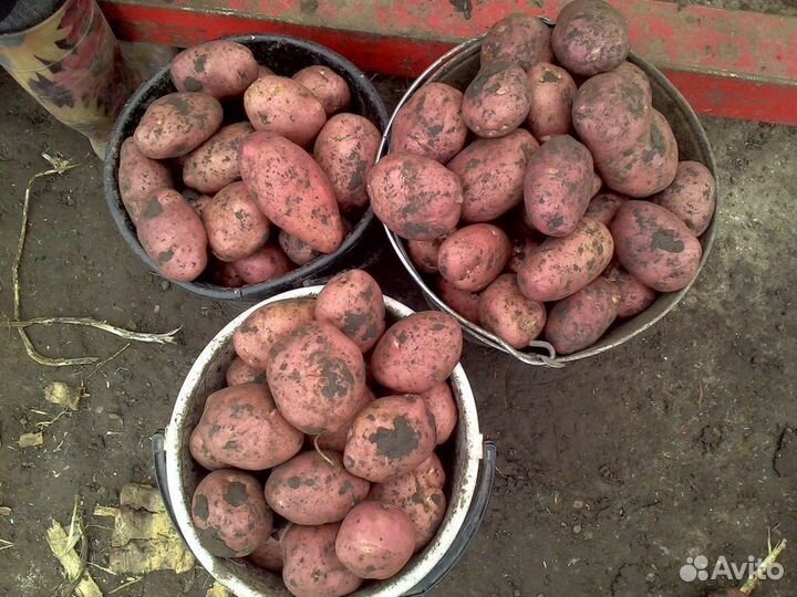 Картофель семенной, Едовой