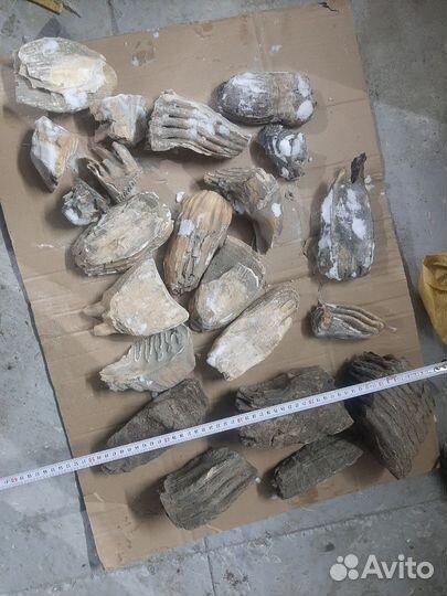 Зуб мамонта