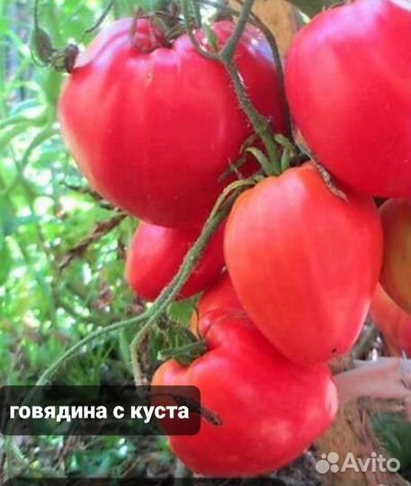 Семена коллекционных томатов