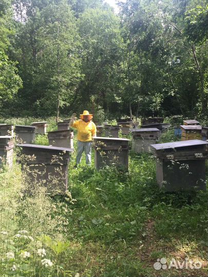 Перга, прополис, пыльца, воск, холстик, живица