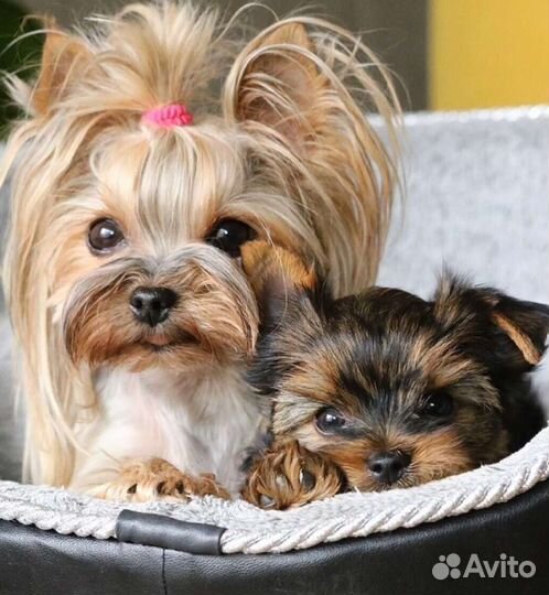 Йоркширский терьер мини беби фейс