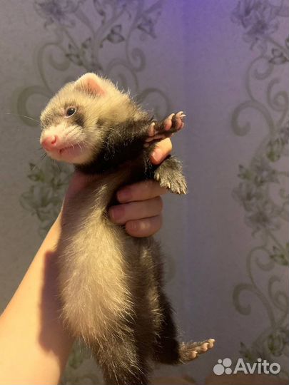 Щенки хорька