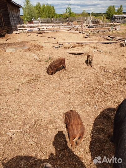 Дикий кабан