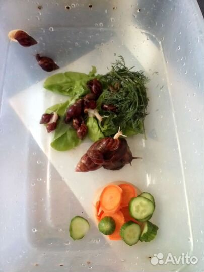 Улитки ахатины