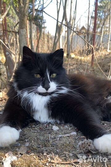 Котик в добрые руки