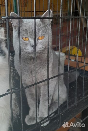 Найден котик