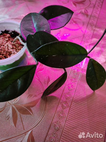 Комнатные лианы