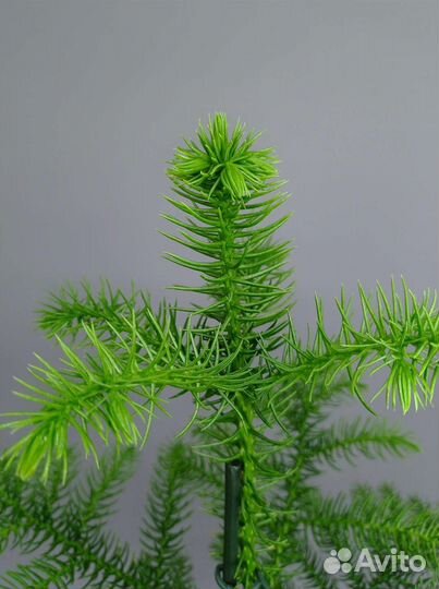 Араукария (комнатная ель)
