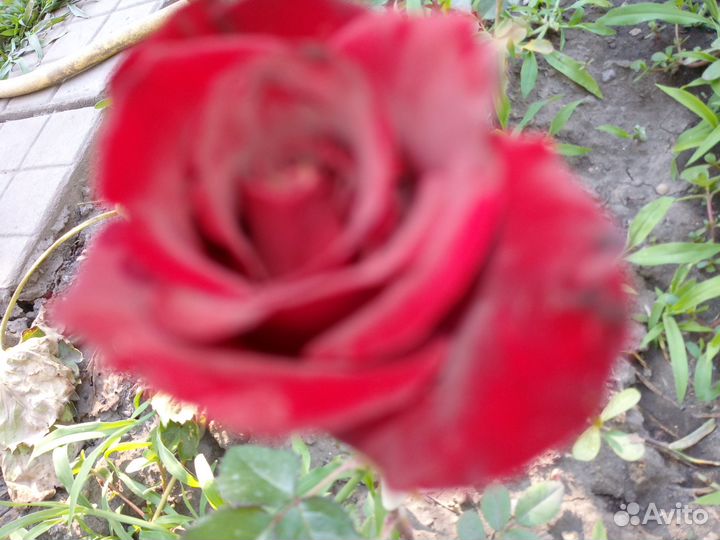 Саженцы клубника персик смородина ромашка колокол