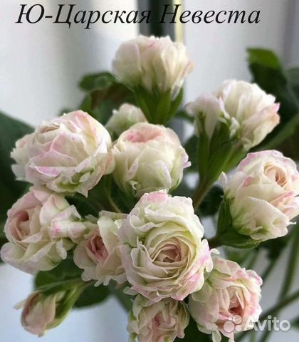 Пеларгония герань