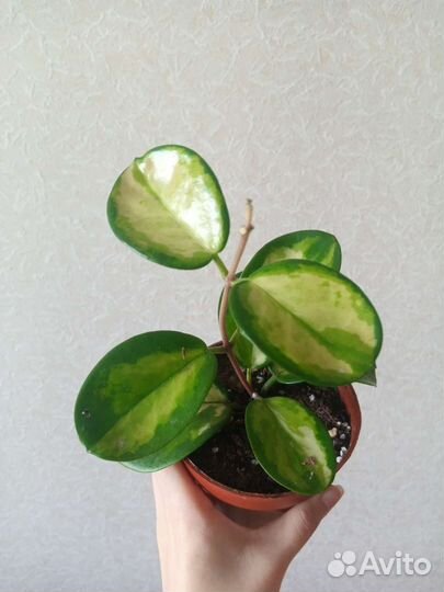 Хойя, Сциндапсус, Спатифиллум, Маранта, Кротон