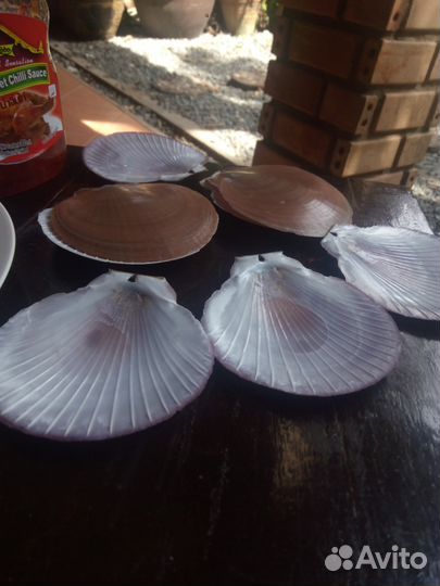 Корпус-раковина морского гребешка(сервировка блюд)