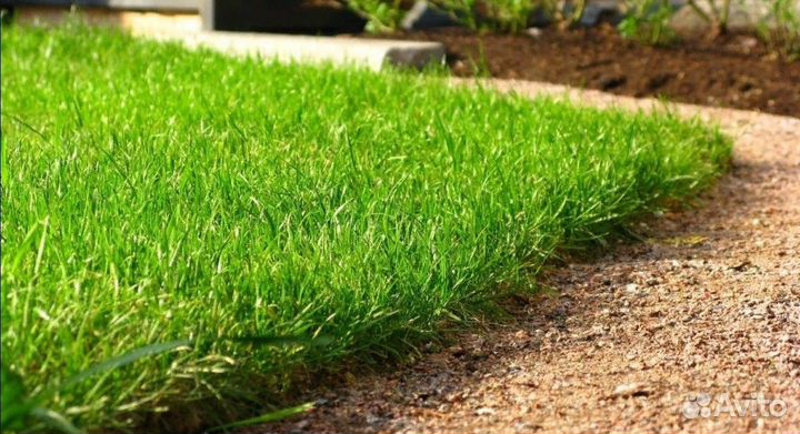 Газон Карымский семена оптом