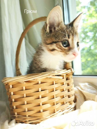 Котенок Грюм