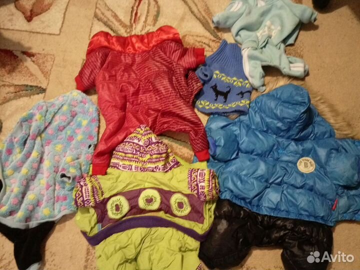 Одежда для собак