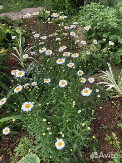 Саженцы растений