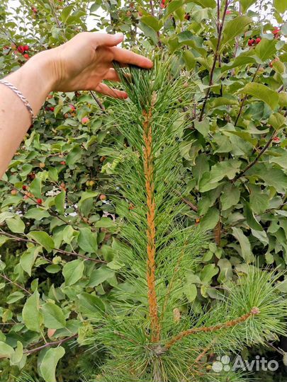 Саженцы кедра (семенной, привитый), другие хвойные