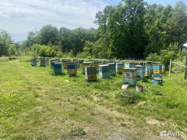 Продам пчёл