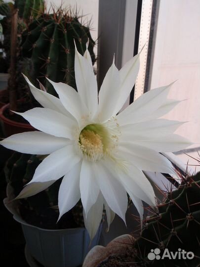 Детки цветущего кактуса Эхинопсис