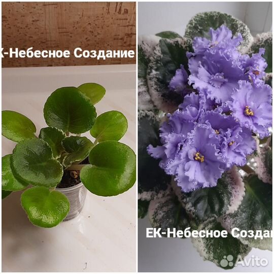 Набор сортовых фиалок