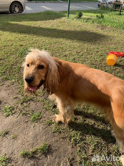 Кокер спаниель