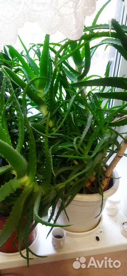 Комнатные цветы алоэ
