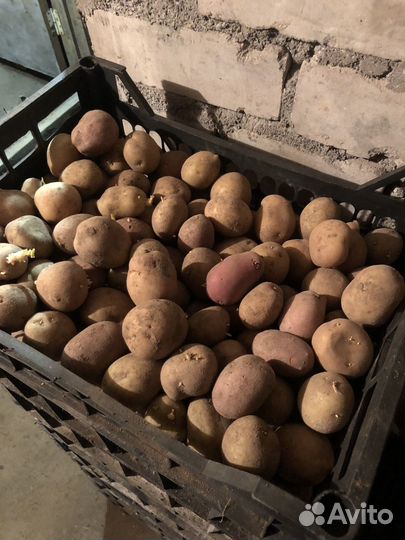 Продам картофель