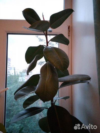 Фикус каучуконосный