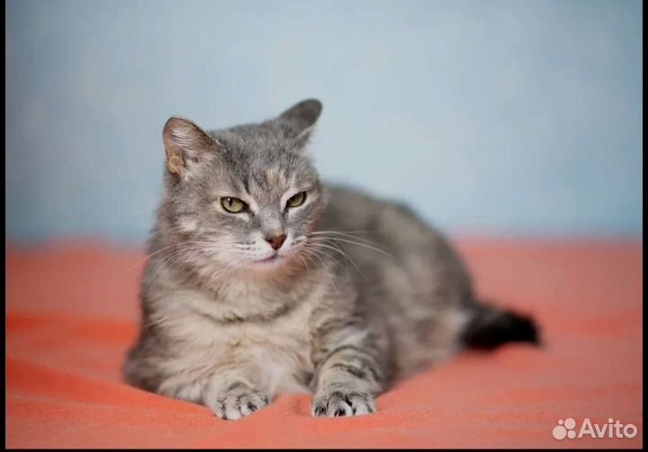 Кошка Амели