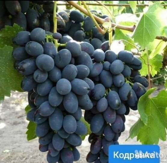 Саженцы винограда 2лет зкс Рошфор, Лучистый и др