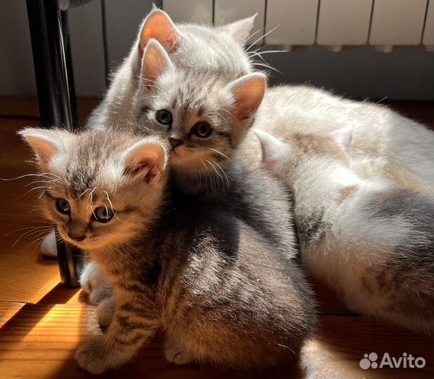 Котята шотландцы