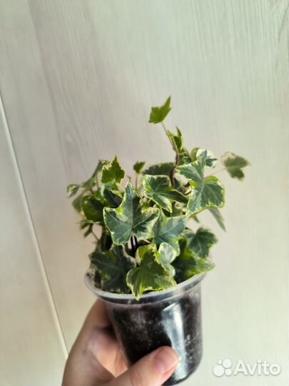 Хедера Лемон Минт