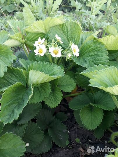 Рассада клубники Чамора Таруси